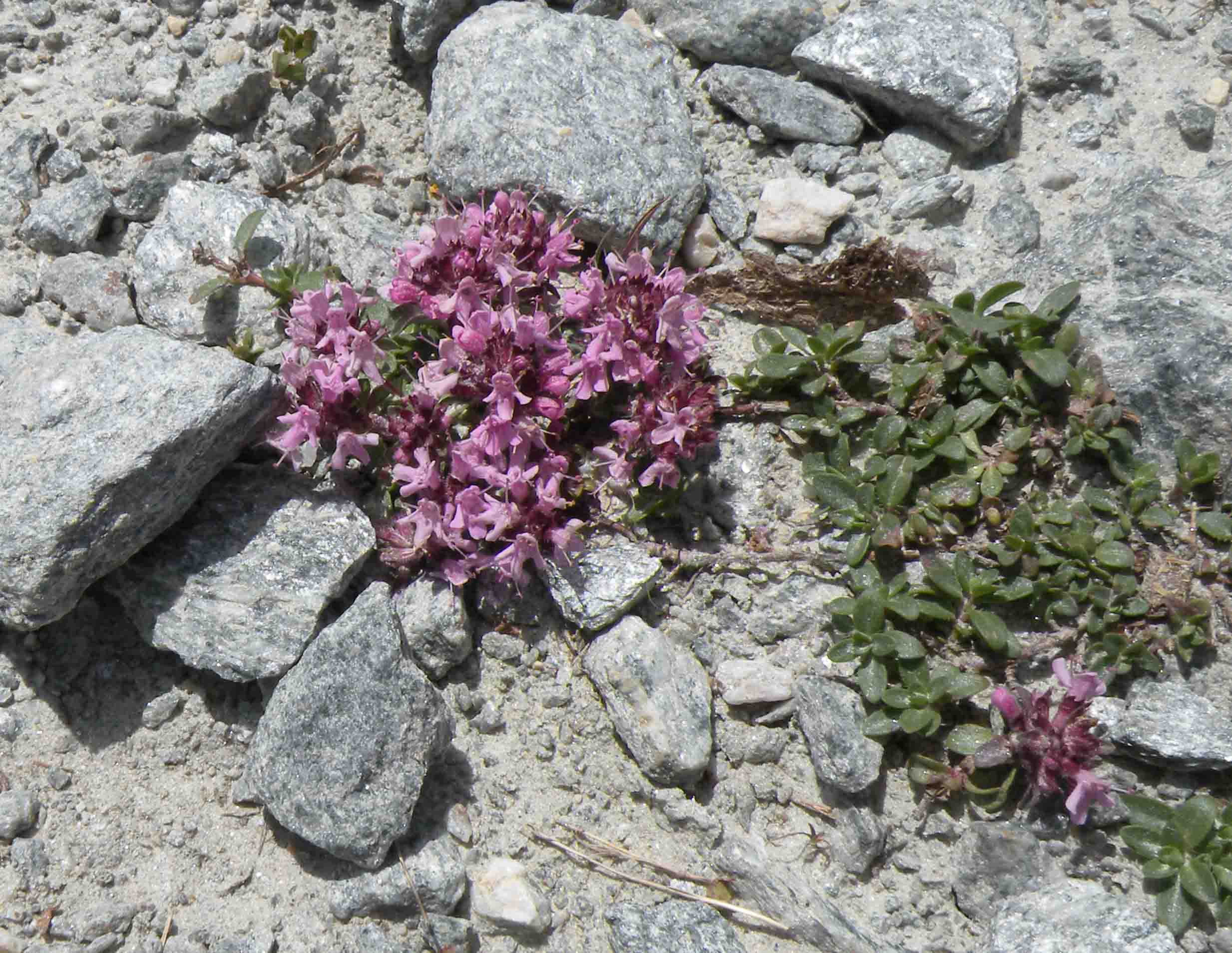 Pianta nel Moncenisio - Thymus sp.